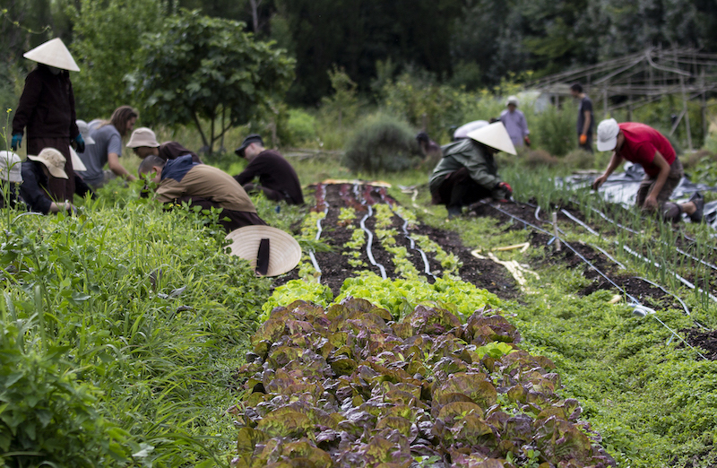 The Happy Farm – The Mindfulness Bell