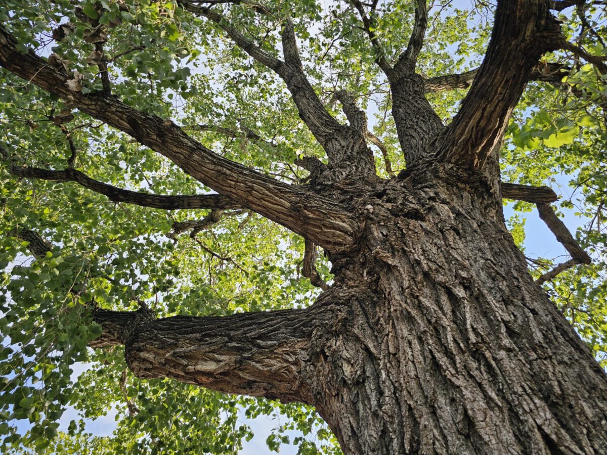 jess' view of the tree from below