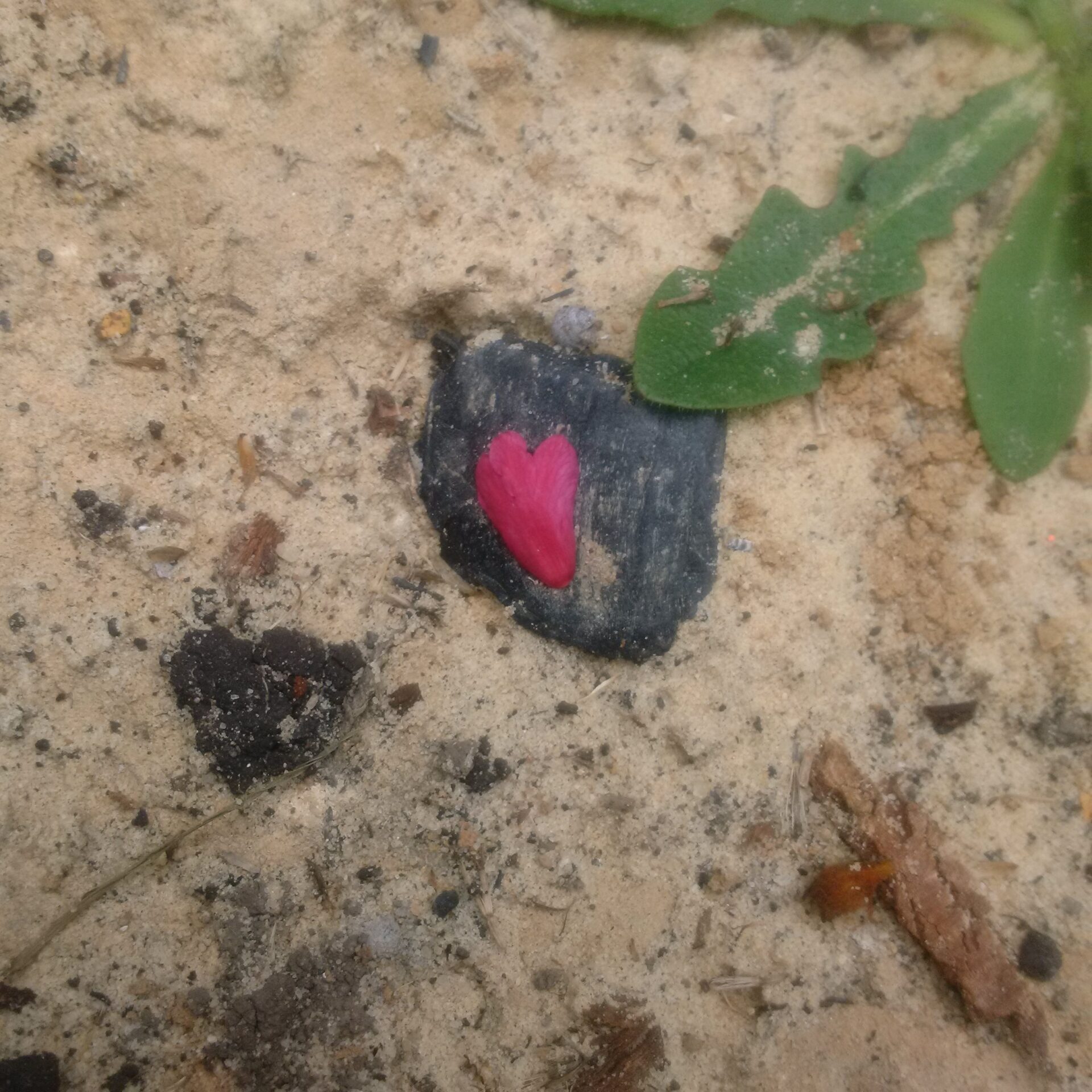 A Love Letter from ARISE Sangha